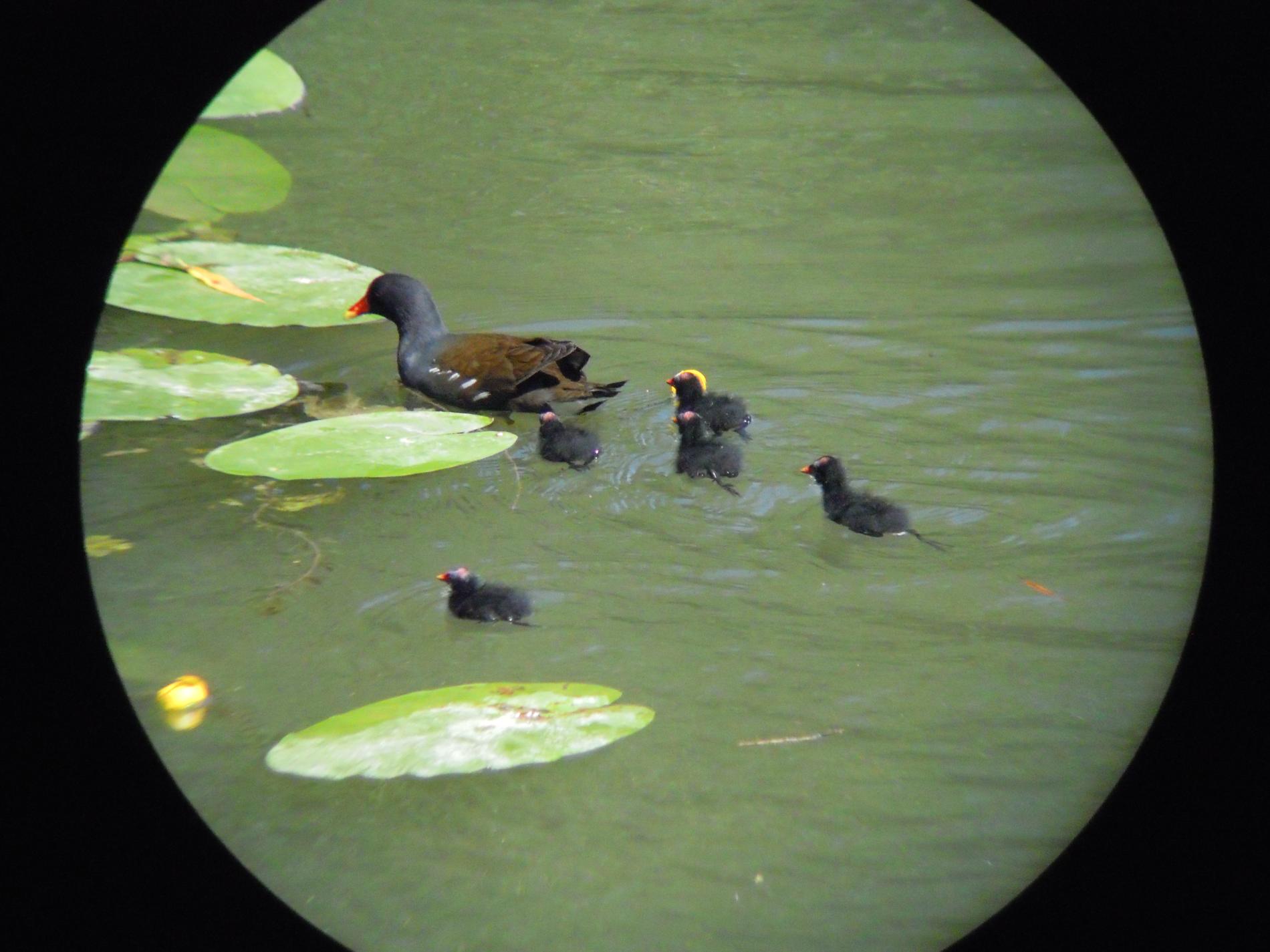 poule d'eau 3