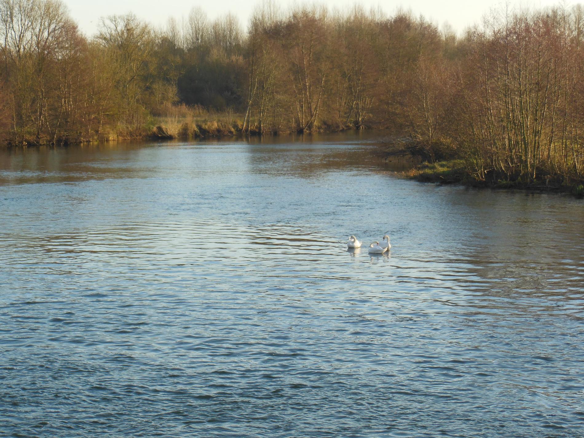 cygnes