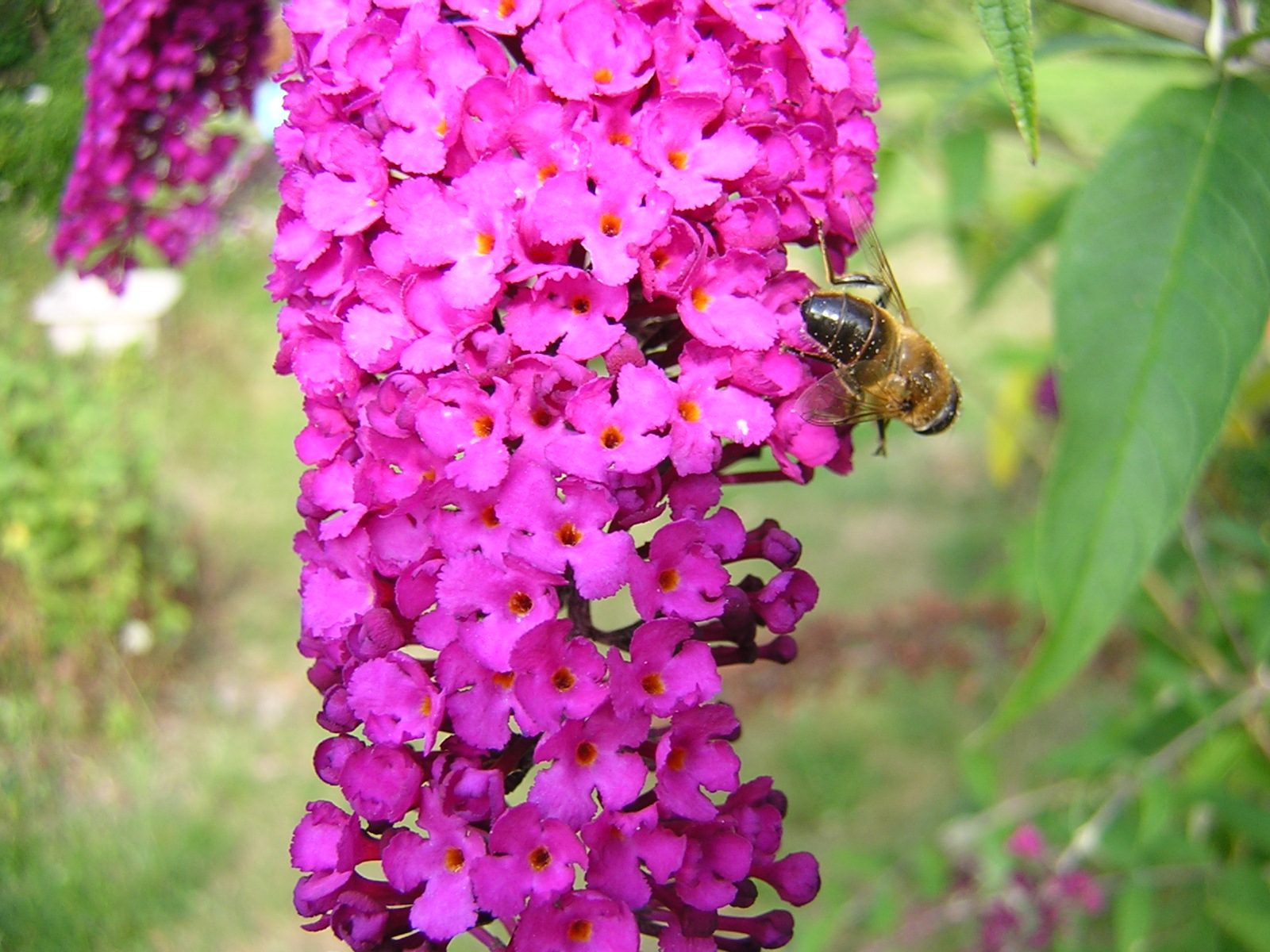 DSCN0538