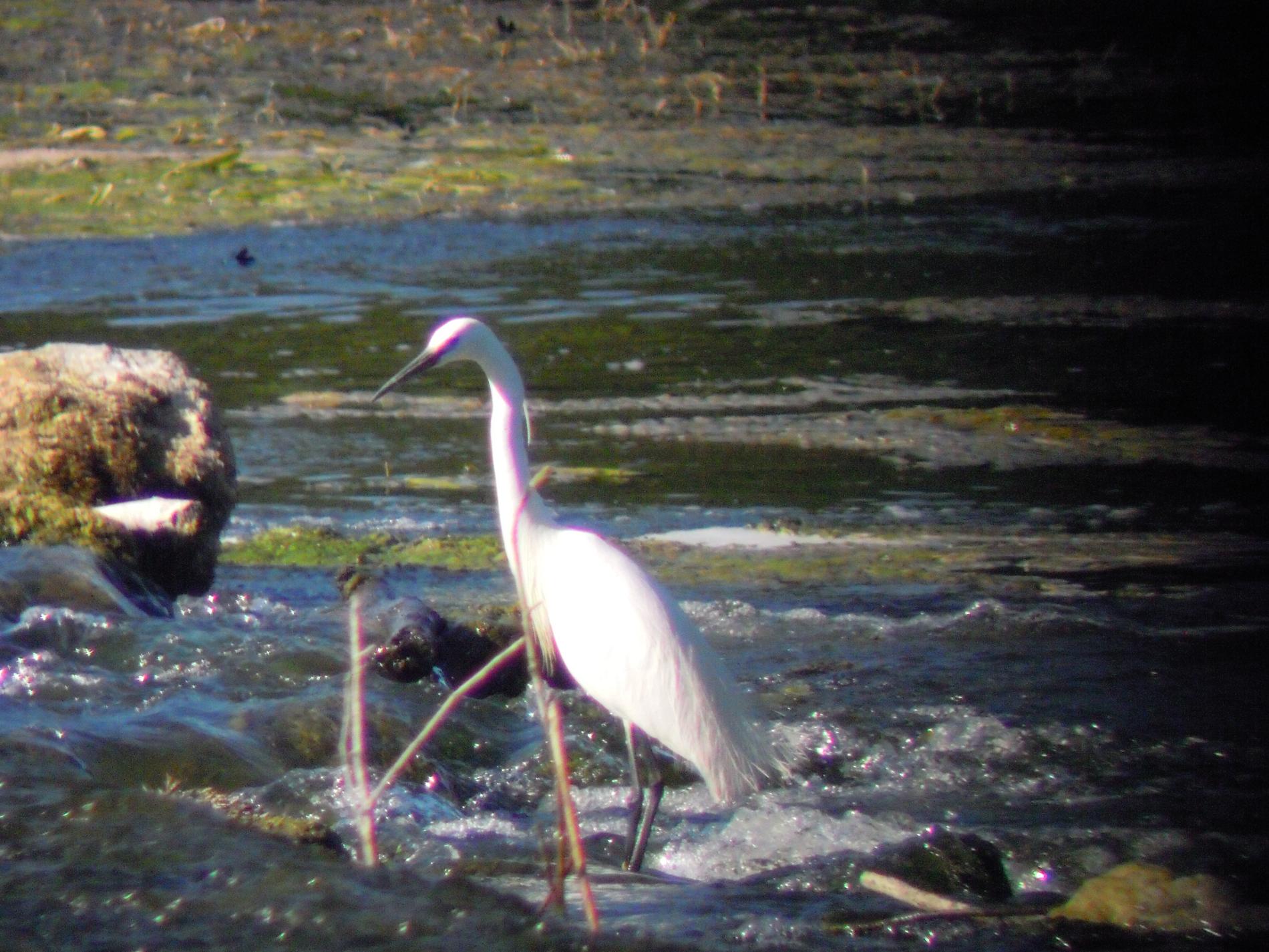 grande aigrette