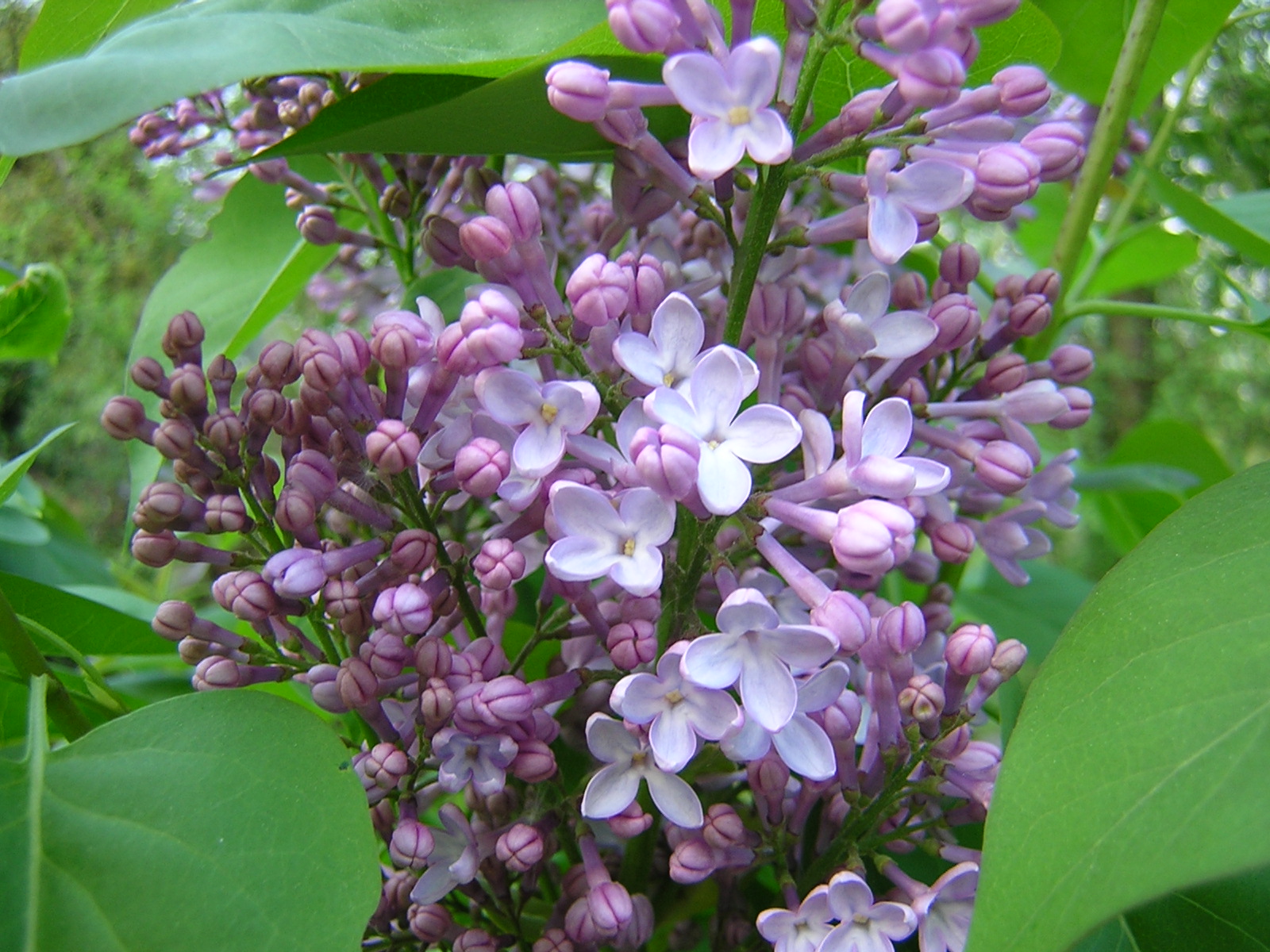 DSCN0515