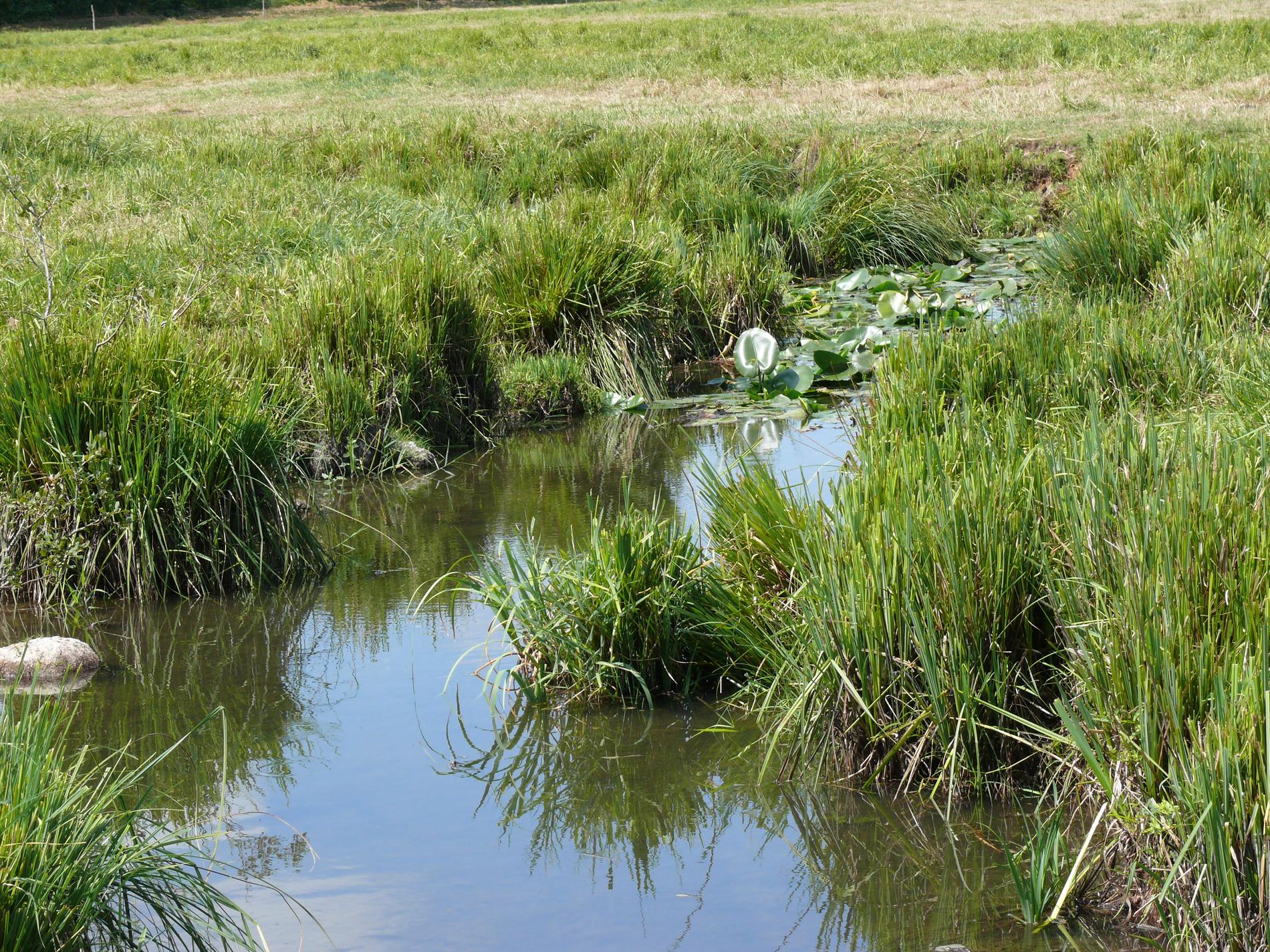 marais de Cré  clapet fermé