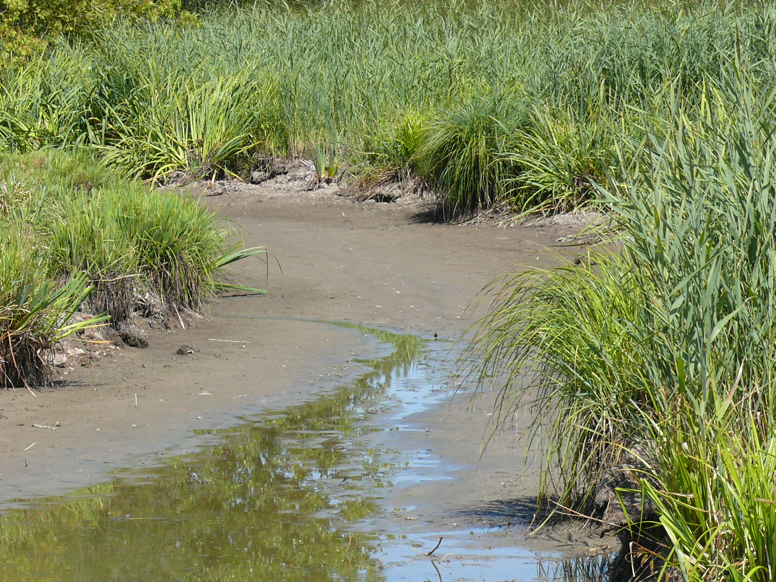 marais de  Cré clapet ouvert