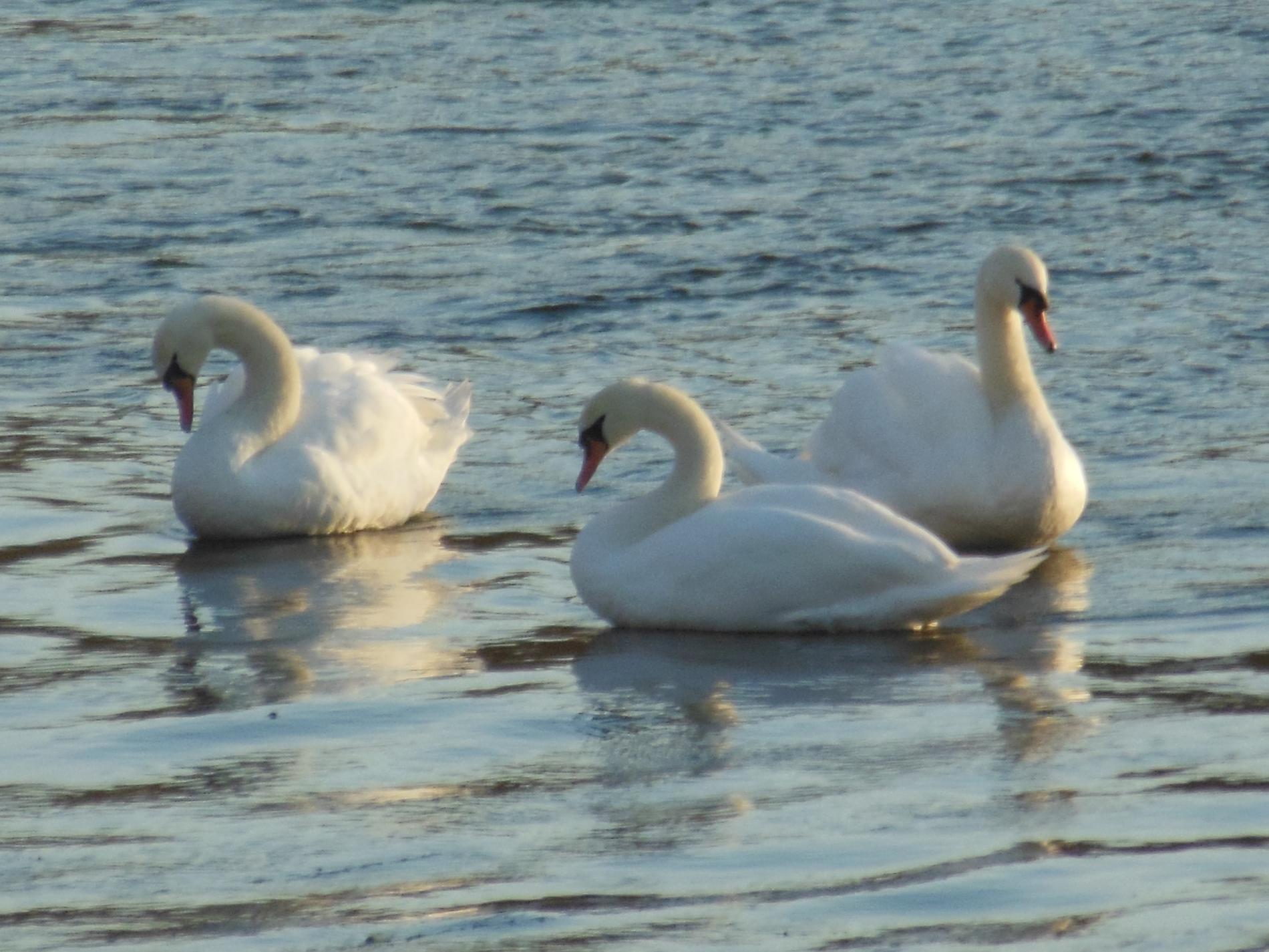 cygnes gros plan
