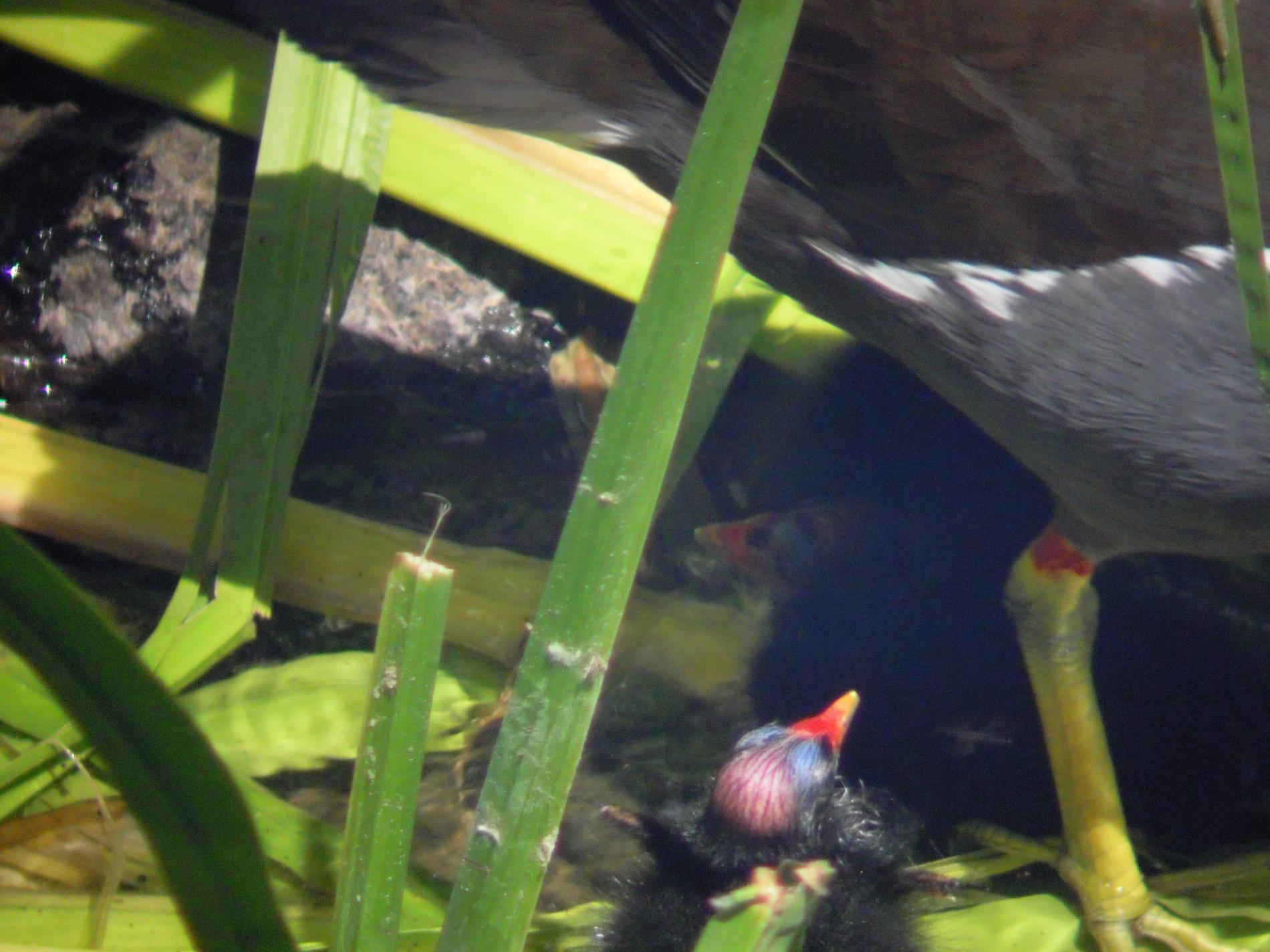 poule d'eau 1