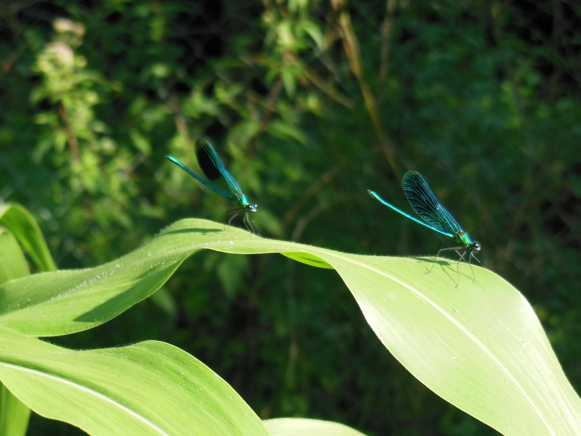 Libellules