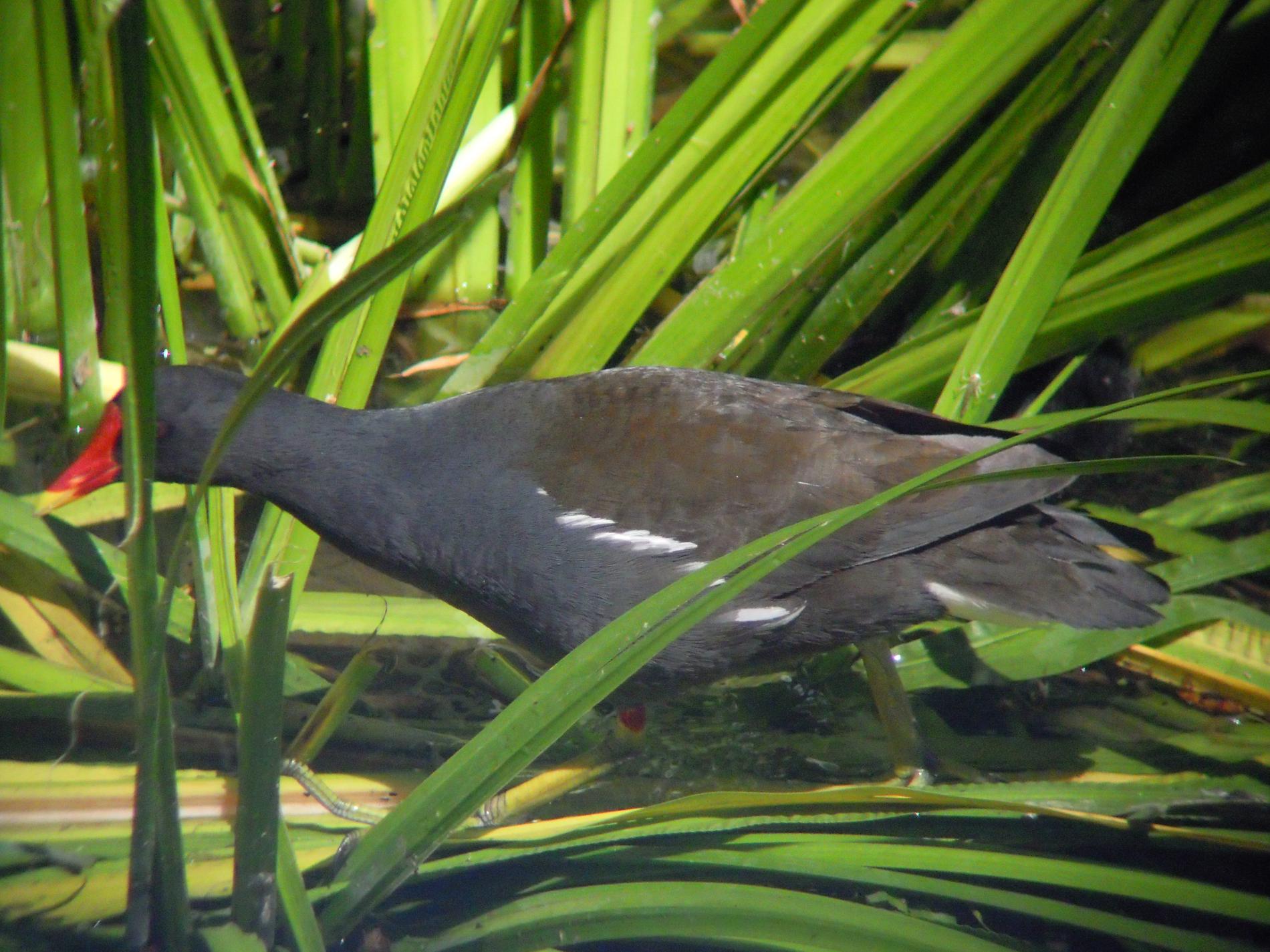 poule d'eau 2