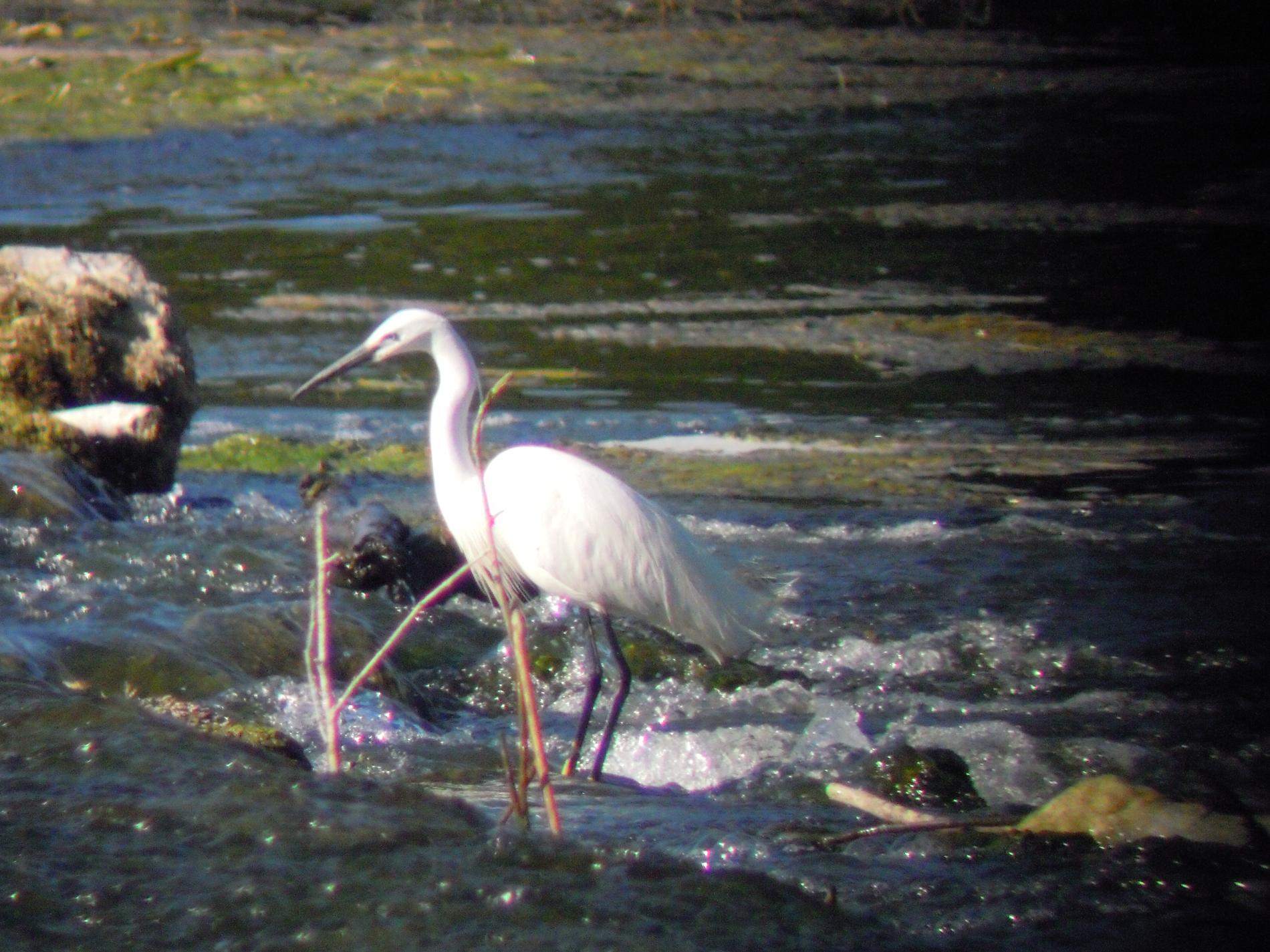 grande aigrette 2
