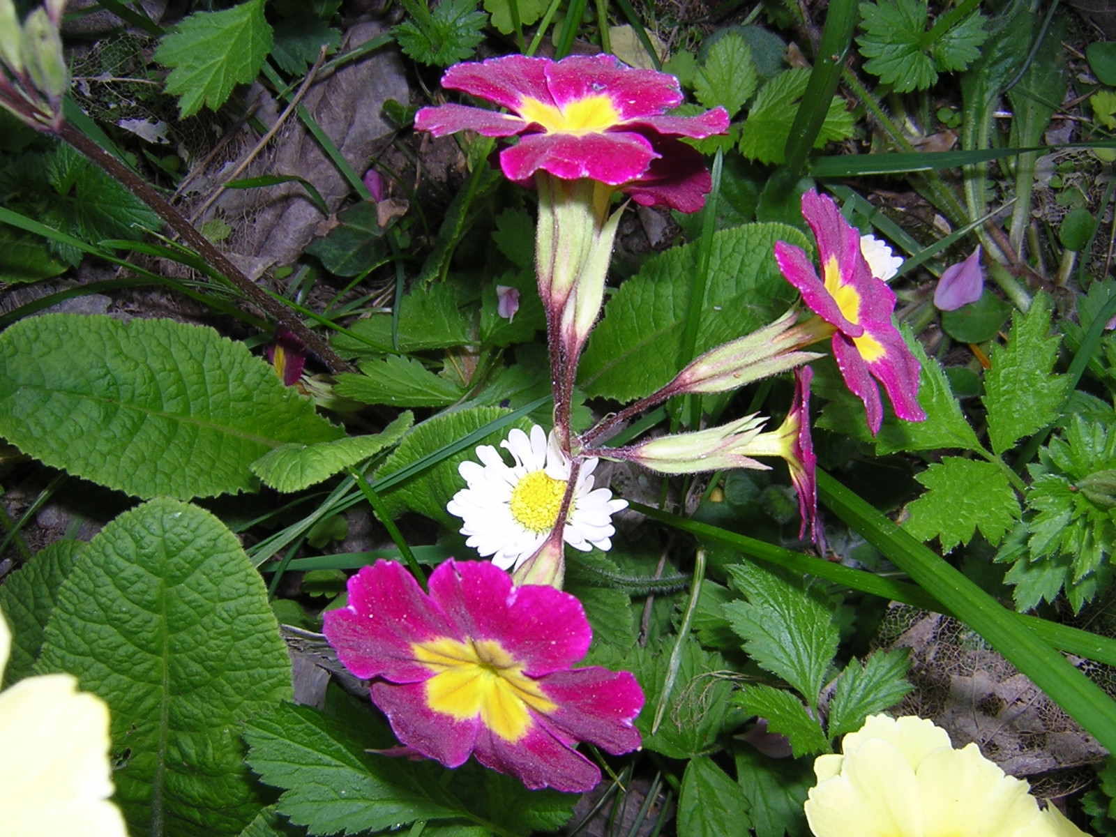 DSCN0516