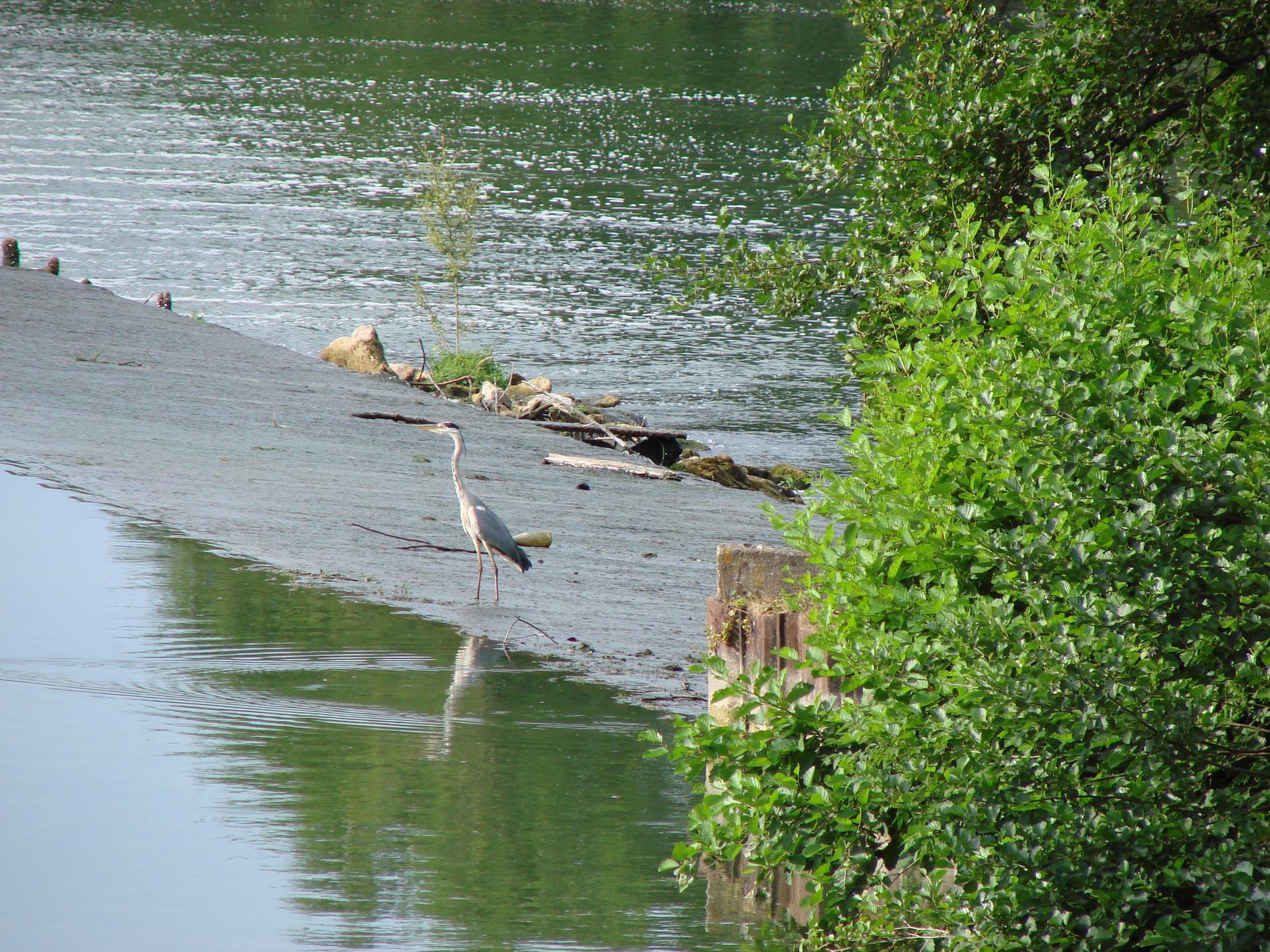 heron sur déversoir