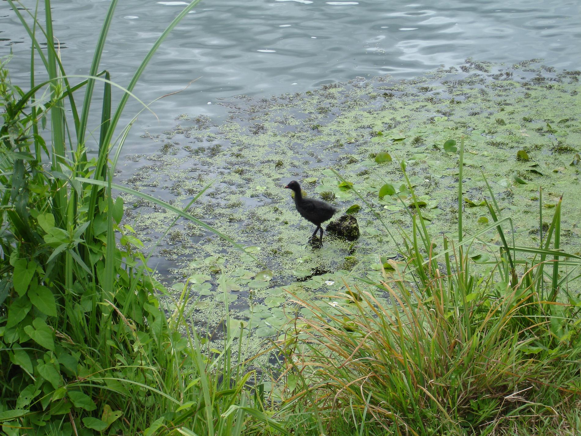 poule d'eau