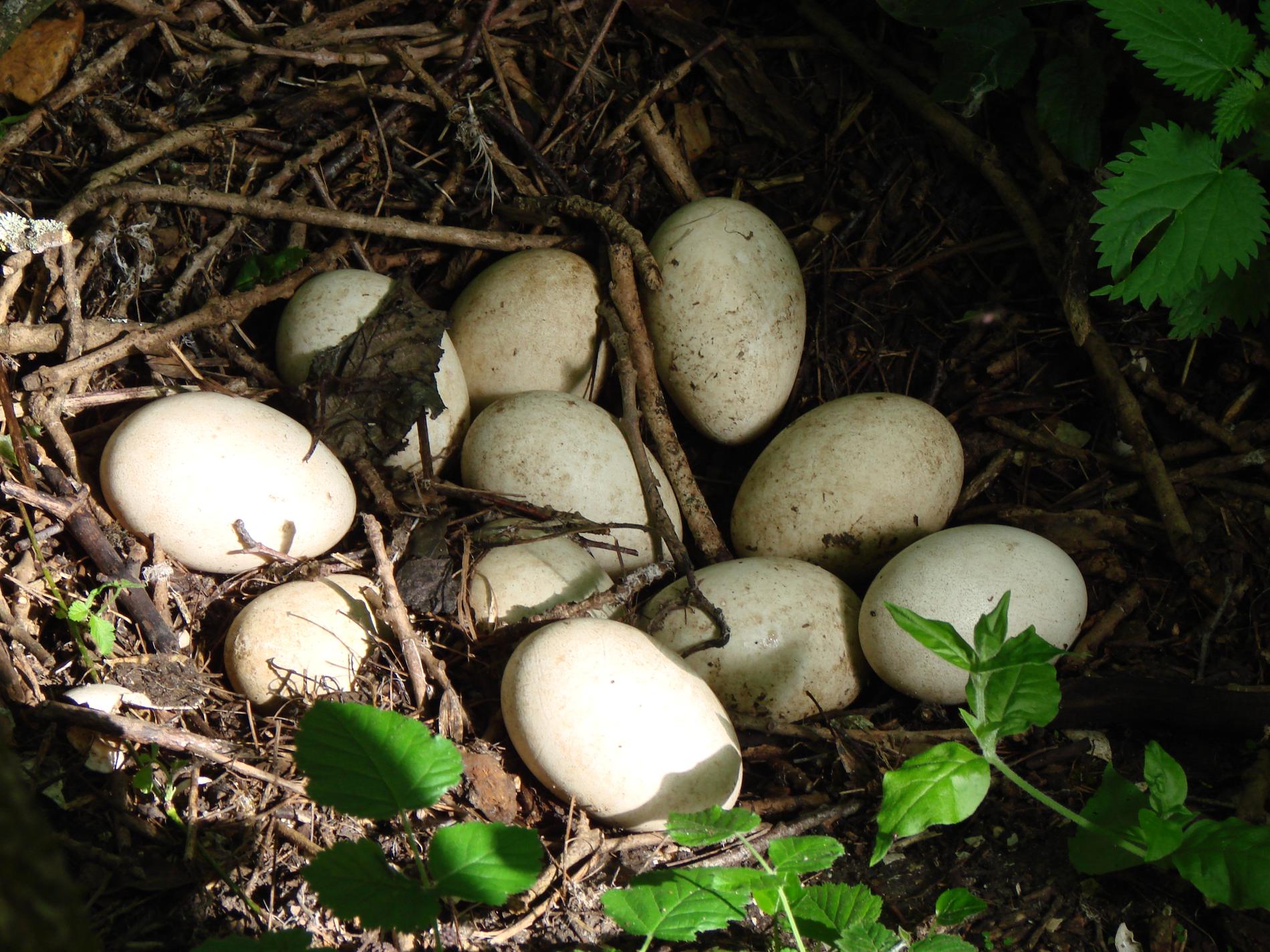 oeufs